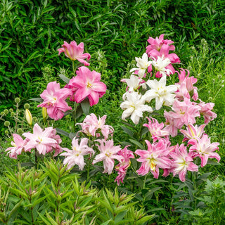 Double Oriental Lily Lotus Mix