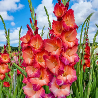 Gladiolus Guinea