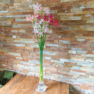 Naked Ladies Mixed Colors