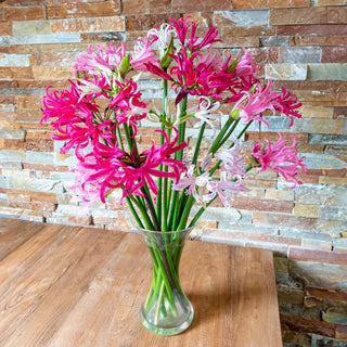 Naked Ladies Mixed Colors