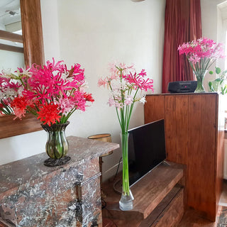 Naked Ladies Mixed Colors