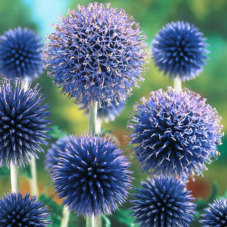Echinops ritro