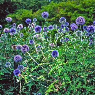 Echinops ritro