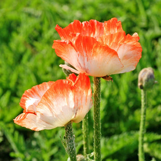 Papaver orientale Picotee