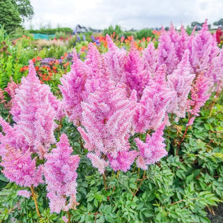 Astilbe Ice Cream