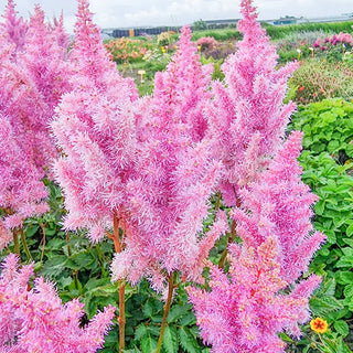 Astilbe Ice Cream