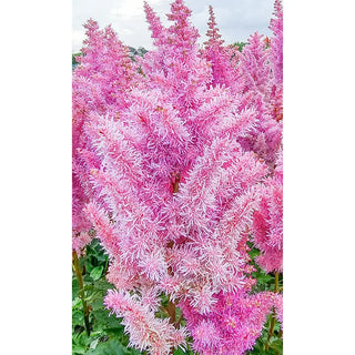 Astilbe Ice Cream