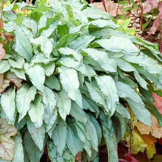 Lungwort Silver Bouquet
