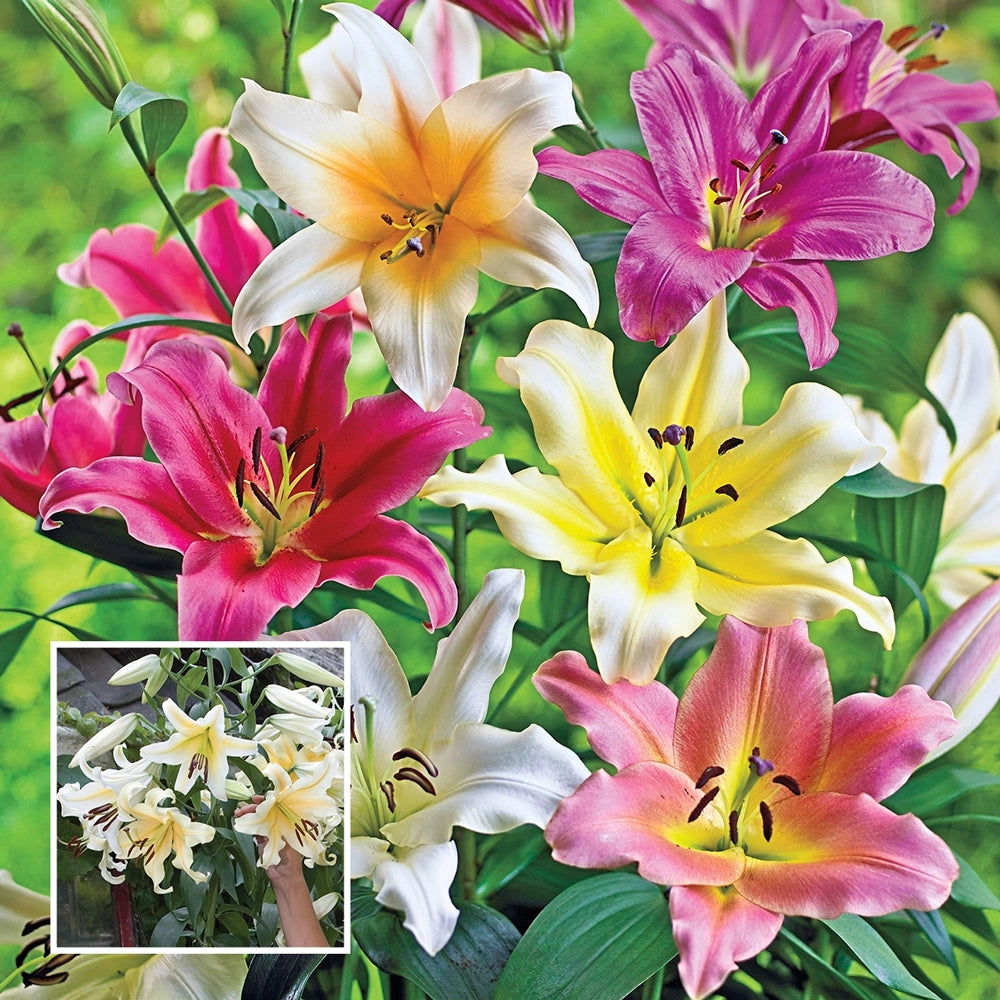 very tall lily flower Buy Giant Orienpet Mixed Lilies Today