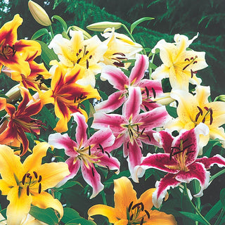 Giant Orienpet Lilies Mixed Colors
