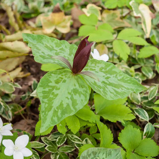 Toad Trillium (Trillium sessile)