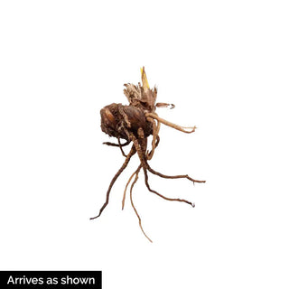 Toad Trillium (Trillium sessile)