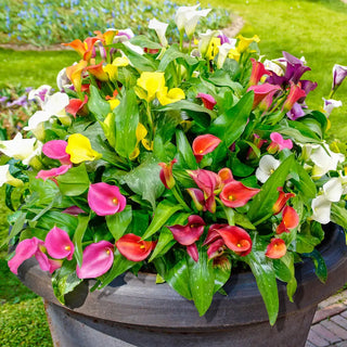 Calla Lily Mixture
