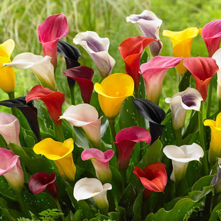 Calla Lily Mixture