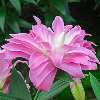 Double Oriental Lily Lotus Breeze