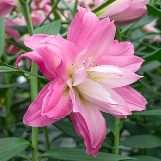 Double Oriental Lily Lotus Breeze