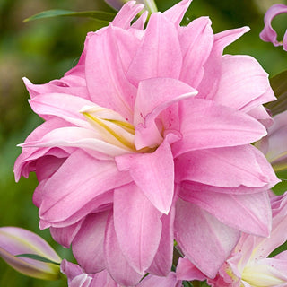 Double Oriental Lily Lotus Breeze