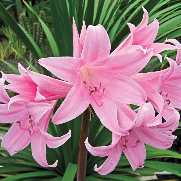 Lycoris Squamigera (Amaryllis Hallii) | K. van Bourgondien