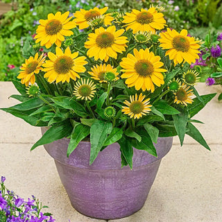 Dwarf Echinacea Tweety