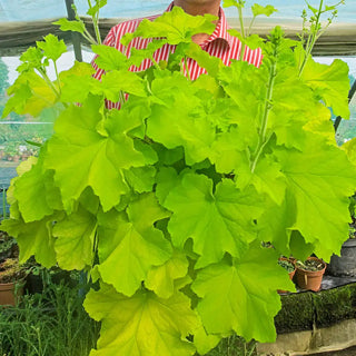 Heuchera Guacamole