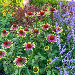 Echinacea Green Twister