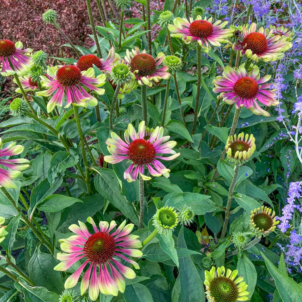 green twister echinacea seeds Echinacea Green Twister