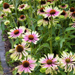 Echinacea Green Twister