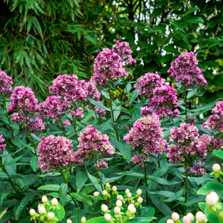 Hardy Tall Phlox Natural Feelings