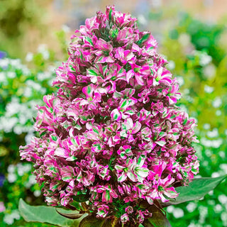 Hardy Tall Phlox Natural Feelings