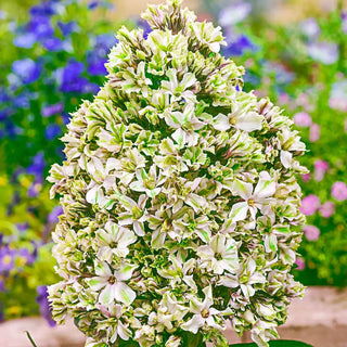 Hardy Tall Phlox Pure Feelings