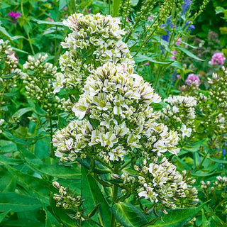 Hardy Tall Phlox Pure Feelings
