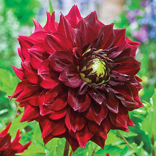 Dinnerplate Dahlia Mingus Alex