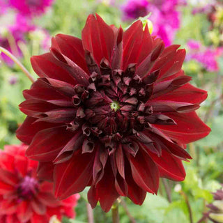 Dinnerplate Dahlia Mingus Alex