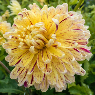 Giant Dinnerplate Dahlia Cambridge