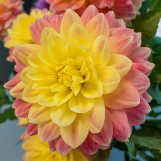 Colorful Decorative Dahlia October Sky
