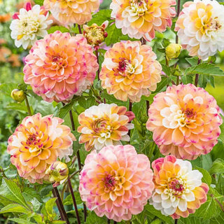 Decorative Dahlia Double Jill