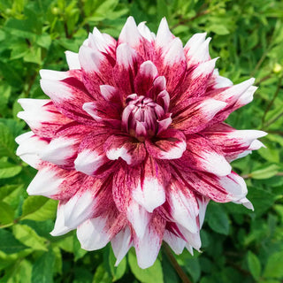 Giant Dinnerplate Dahlia Striped Duet