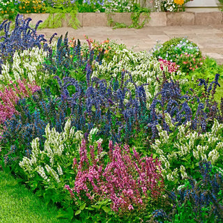 Salvia Mixture