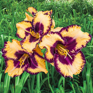 Daylily Open My Eyes
