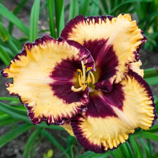 Daylily Open My Eyes