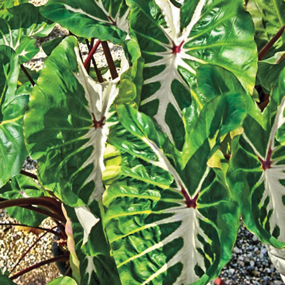 white elephant ear plant Elephant Ear White Lava