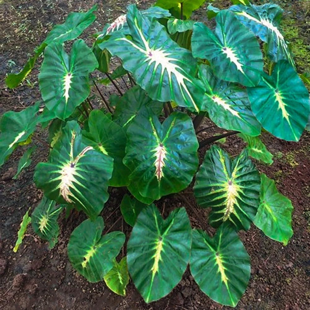 elephant ear plant white Elephant Ear White Lava