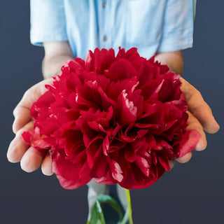 Dinnerplate Peony Command Performance