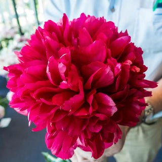 Dinnerplate Peony Command Performance