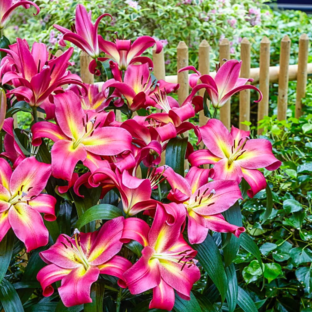 lily hybrid flower Giant Hybrid Lily Empoli