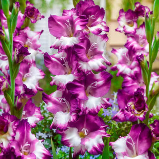 Hybrid Gladiolus Cum Laude