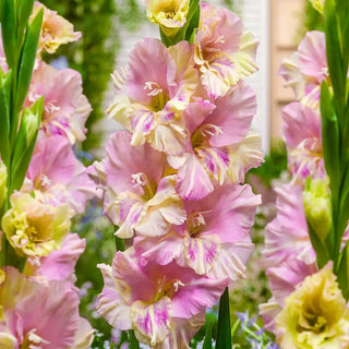 Hybrid Gladiolus Volgograd