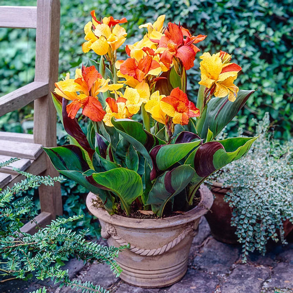 canna lily planting in pots Variegated Dwarf Canna Cleopatra