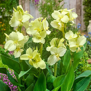 Dwarf Canna Vanilla Cream