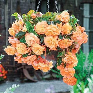 Splendide Begonia Apricot